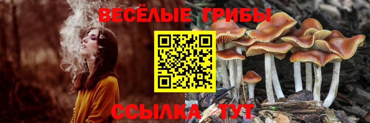 купить наркоту  Псилоцибиновые грибы MAGIC MUSHROOMS  Галлюциногенные грибы ЛСД  Вход с VPN  Ефремов 